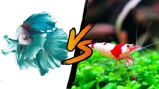 Shrimp vs Betta - Can you keep them together?