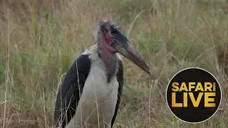 safariLIVE - Sunrise Safari - August 24, 2018