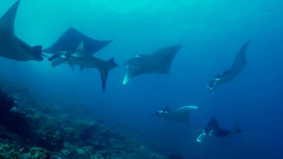 4K | Underwater Komodo National Park , Indonesia | Dancing of nature