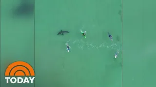 Caught On video: Great White Shark Swims Near Group Of Surfers | TODAY