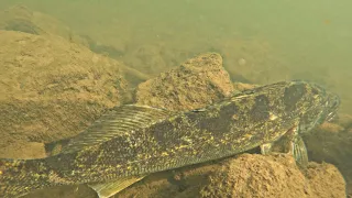 CREEK AND POND FISHING!!! UNEXPECTED CATCH!