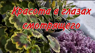 🌿Комнатные растения, которые радуют меня в феврале/Замело снегом🌿