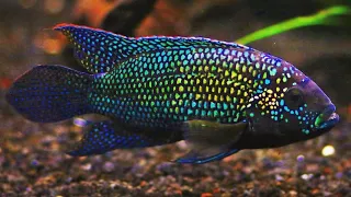 Top 10 Tank Mates for Jack Dempsey Cichlids