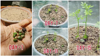 Grow Curry leaves in sand With Simple & Effective Method [ English Subtitle]