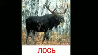 Голоса и звуки диких животных