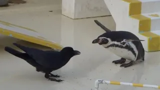 激闘！ ペンギンVSカラス　おたる水族館　Penguin VS Crow