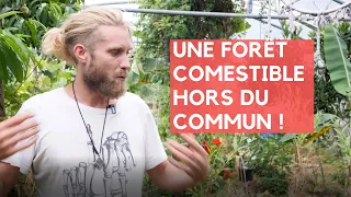 L'INCROYABLE FORÊT COMESTIBLE aux 1000 plantes et arbres