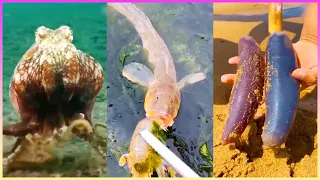 Asian Catching Seafood |  Deep Sea Octopus (Catch Crab, Catch Fish) - Tik Tok #3