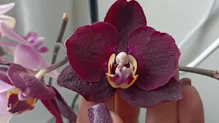 Часть 3. Орхидеи на кухонном окошке. Февраль.