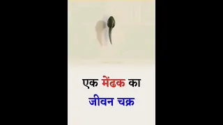 मेडक केसे बड़ा होता है? ll how do frog grow? #shorts #short #youtubeshorts #trending #viral #video