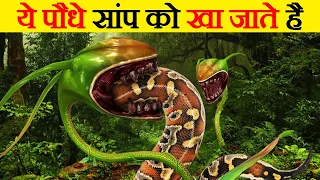 ऐसे पौधे जिनसे सांप दूर भागते हैं | Snake Repellent Plants | Plants That Keep Snakes Away