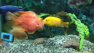 Лабидохромис еллоу (Labidochromis caeruleus) Красный попугай (Red Parrot Cichlid)