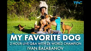 MY FAVORITE DOG || 2 Hour Live Q&A with 2X World Champion Ivan Balabanov!