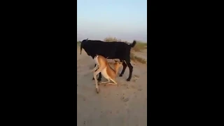 Mother Nature’s finest moment: Goat feeding milk to  helpless deer fawn