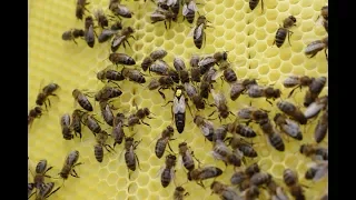 Размышления о причинах истребления среднерусской пчелы и один из методов её содержания.
