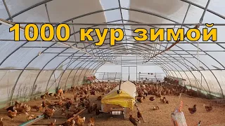 1000 кур зимой и выезд на доставку яиц