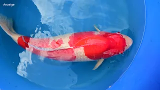 Modern Koi Blog #3634 -  Makoto bewertet seine in Deutschland großgewordenen Koi Kohaku, 84cm