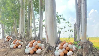 WOW WOW men found many eggs under a tree near a field