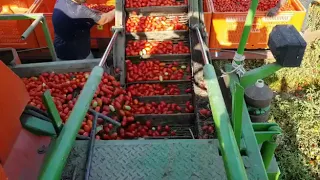 Механізоване збирання томата Кавалино Россо F1 (Cavalino Rosso F1) - від Cora Seeds