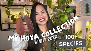 💚 My HOYA Collection | 100+ Species | Winter 2022 💚