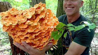 How to find CHICKEN OF THE WOODS AND HEN OF THE WOODS!
