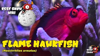 Reef Show Wiki: Flame Hawkfish