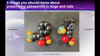 Gabapentin - 5 things you should know (in dogs and cats)