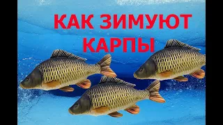 Как зимуют карпы в самодельном бассейне