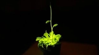 Glowing Plants to Light Your Home? Here They Come!