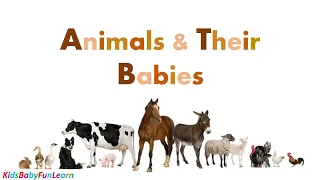 Animals & Their Babies || Famous Animals || Animal Family