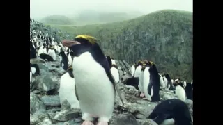 The Life of Macaroni Penguins | Attenborough: Life in the Freezer | BBC Earth