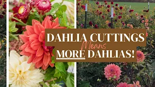 How To take Dahlia Cuttings to Multiple Your Stock of Dahlia Tubers! (Easy Propagation Method!)