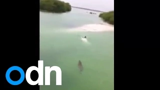 Shocking video: Massive crocodile chases swimmer in Mexico