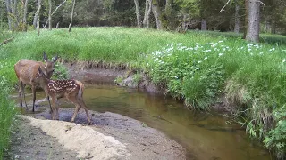 Záznam z fotopasti -Červen 2023 Šumava    (Photo trap recording - June 2023 Šumava)