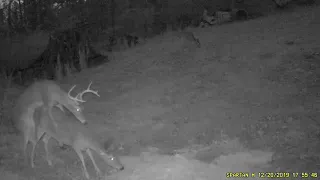 Buck breeds doe on trailcam