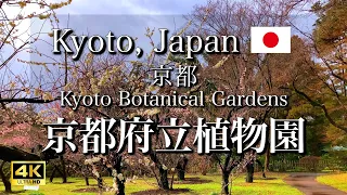 Ботанічні сади Кіото в Японії | Прекрасні квіти сливи та пейзажі