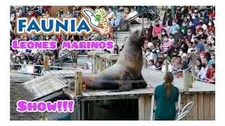 ✅ #SHOW | 🎥🦦 Leones Marinos en la bahía de Steller - #FAUNIA 😍😍😍 #naturaleza #animales