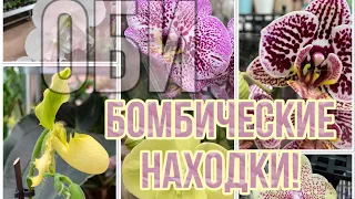 ОРХИДЕИ 2023❗️Бомбические находки среди орхидей! Хочу себе!!! (июнь 2023)