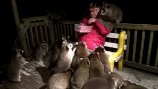 She Raccoon Took Cubs to Visit Their Dad, Then Something Incredible Happened.