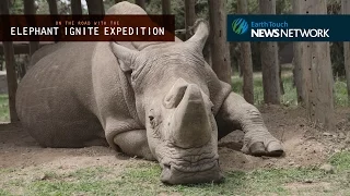 Facing Extinction: an encounter with the last male northern white rhino