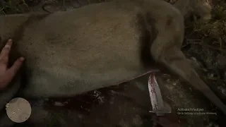 Red Dead Redemtion 2 All Skin Animals Animations