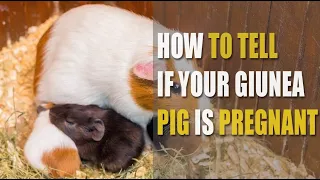How to Tell If your Guinea Pig is Pregnant