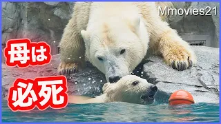 Don't catch me! Happenings on Polar Bears mom & cub