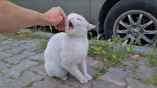 There is no escape if the Angry White Cat Attacks You.