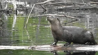 River Otter Fishing by Blowing Bubbles