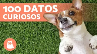 100 CURIOSIDADES sobre los PERROS que te sorprenderán 🐶🐾 ¡Descúbrelas!