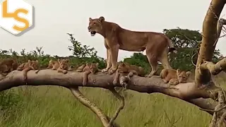 Tree-climbing Lions Roar Again in Uganda