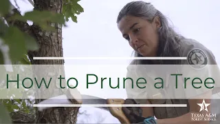 How to Prune a Tree - Experts Demonstrate What, How, Why to Prune