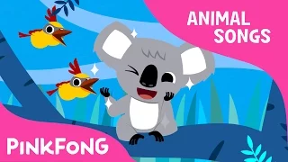 Koala Lalala | Koala | Animal Songs | Pinkfong Songs for Children