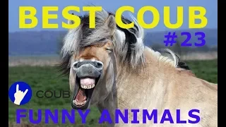 BEST COUB ЖИВОТНЫЕ #23 | COUB FUNNY ANIMALS